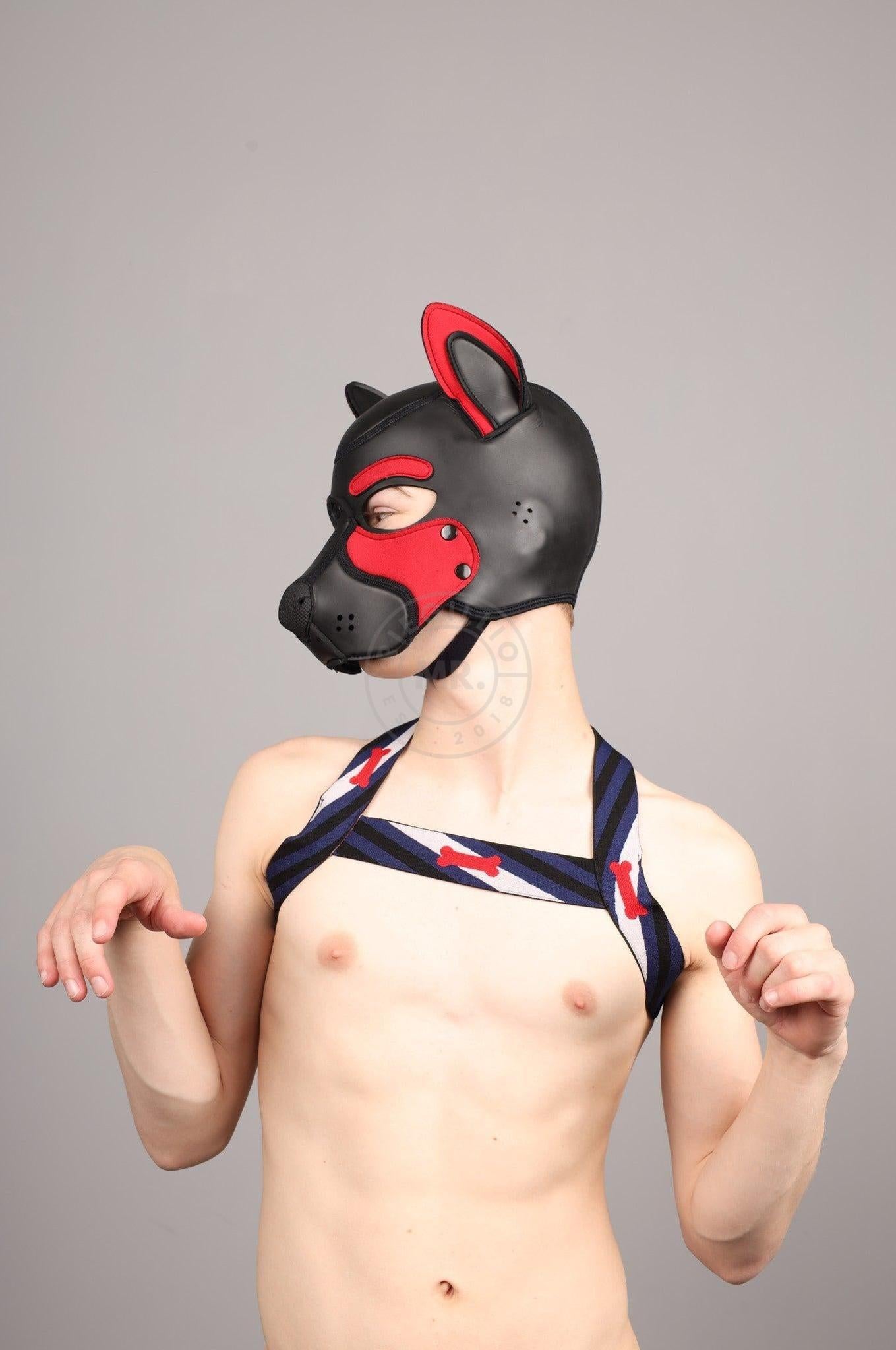 Elastic Harness - PUPPY Flag at MR. Riegillio