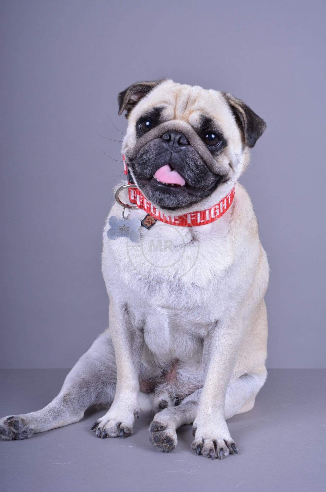 Alpha Industries RBF Dog - Tag Collar - RBF Red at MR. Riegillio