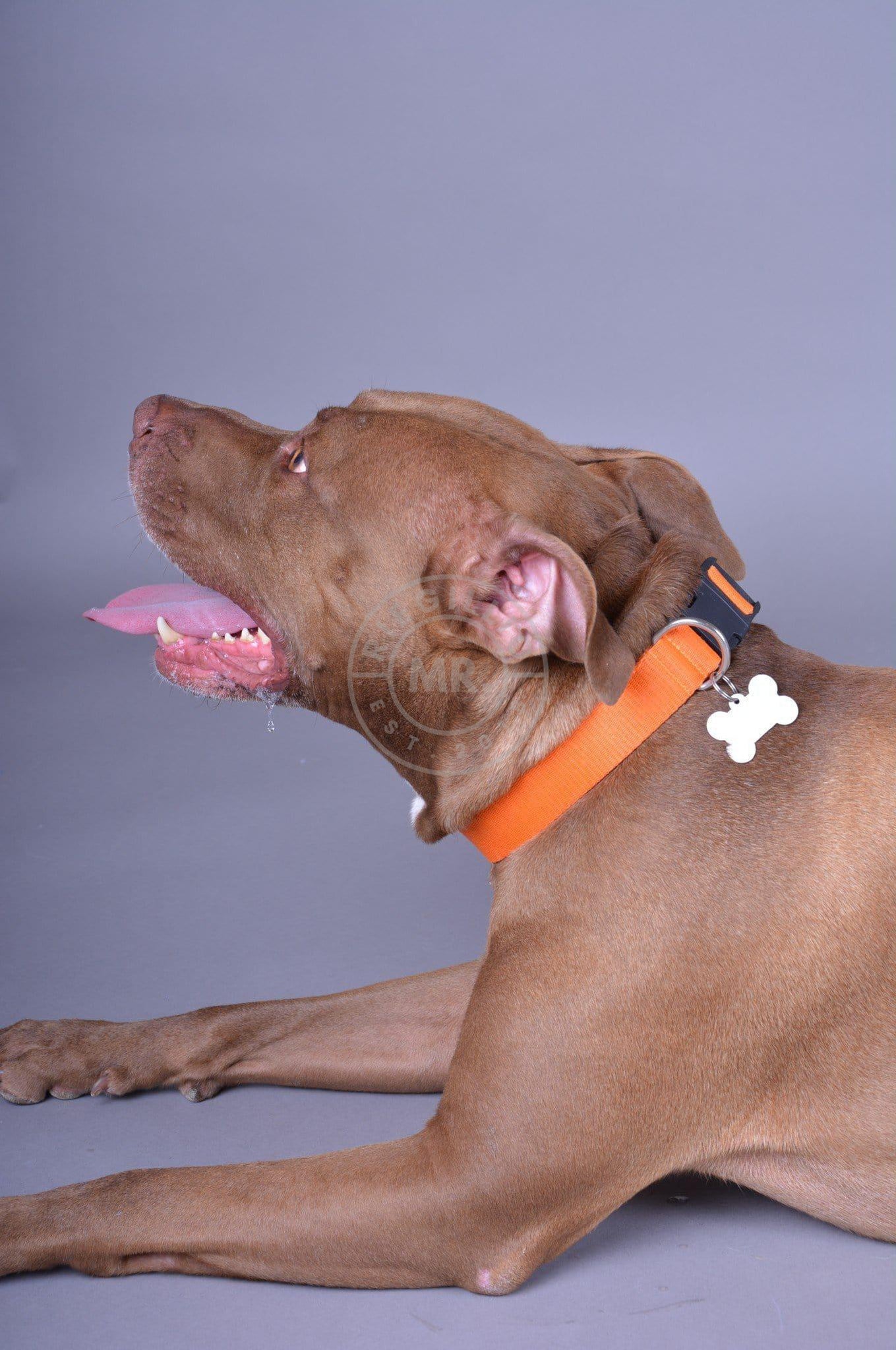 Alpha Industries Basic Dog - Tag Collar - Alpha Orange-at MR. Riegillio