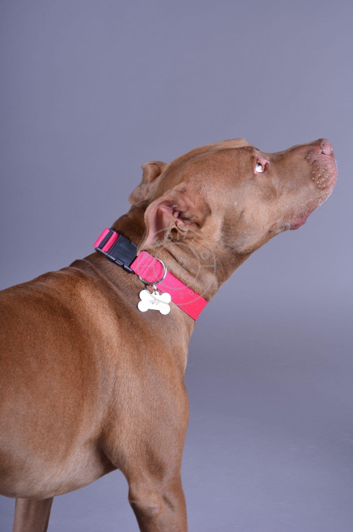 Alpha Industries Basic Dog - Tag Collar - Pink-at MR. Riegillio