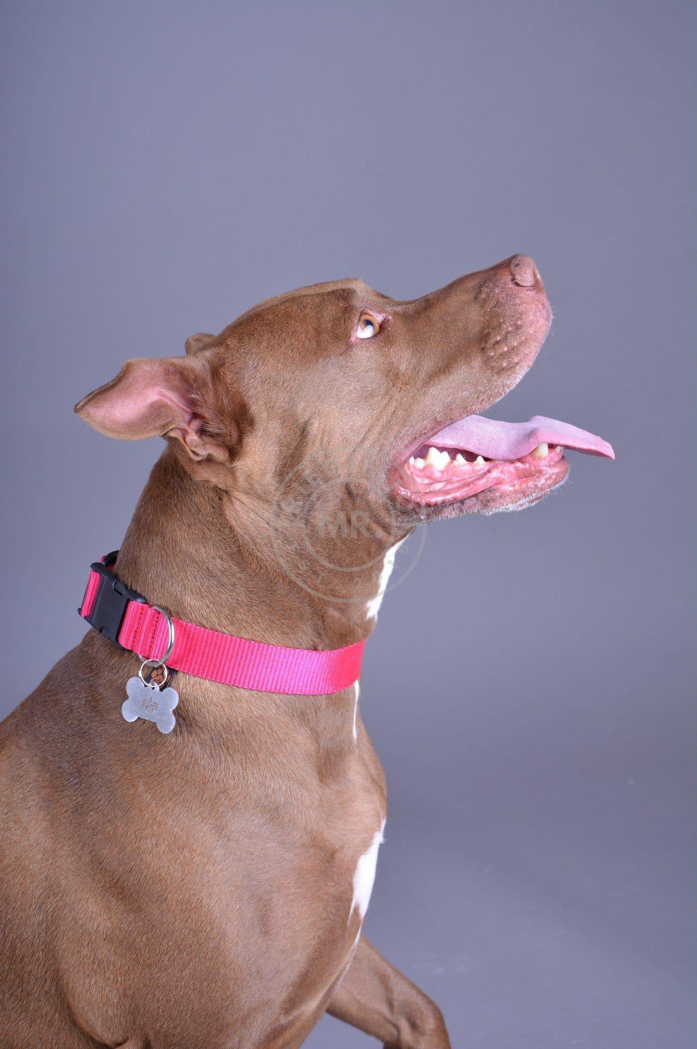 Alpha Industries Basic Dog - Tag Collar - Pink-at MR. Riegillio