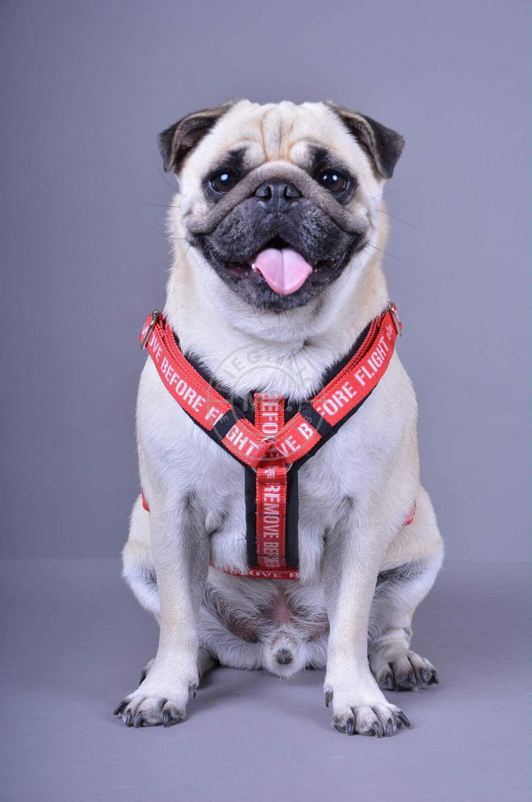 Alpha Industries Dog RBF Harness - Black at MR. Riegillio