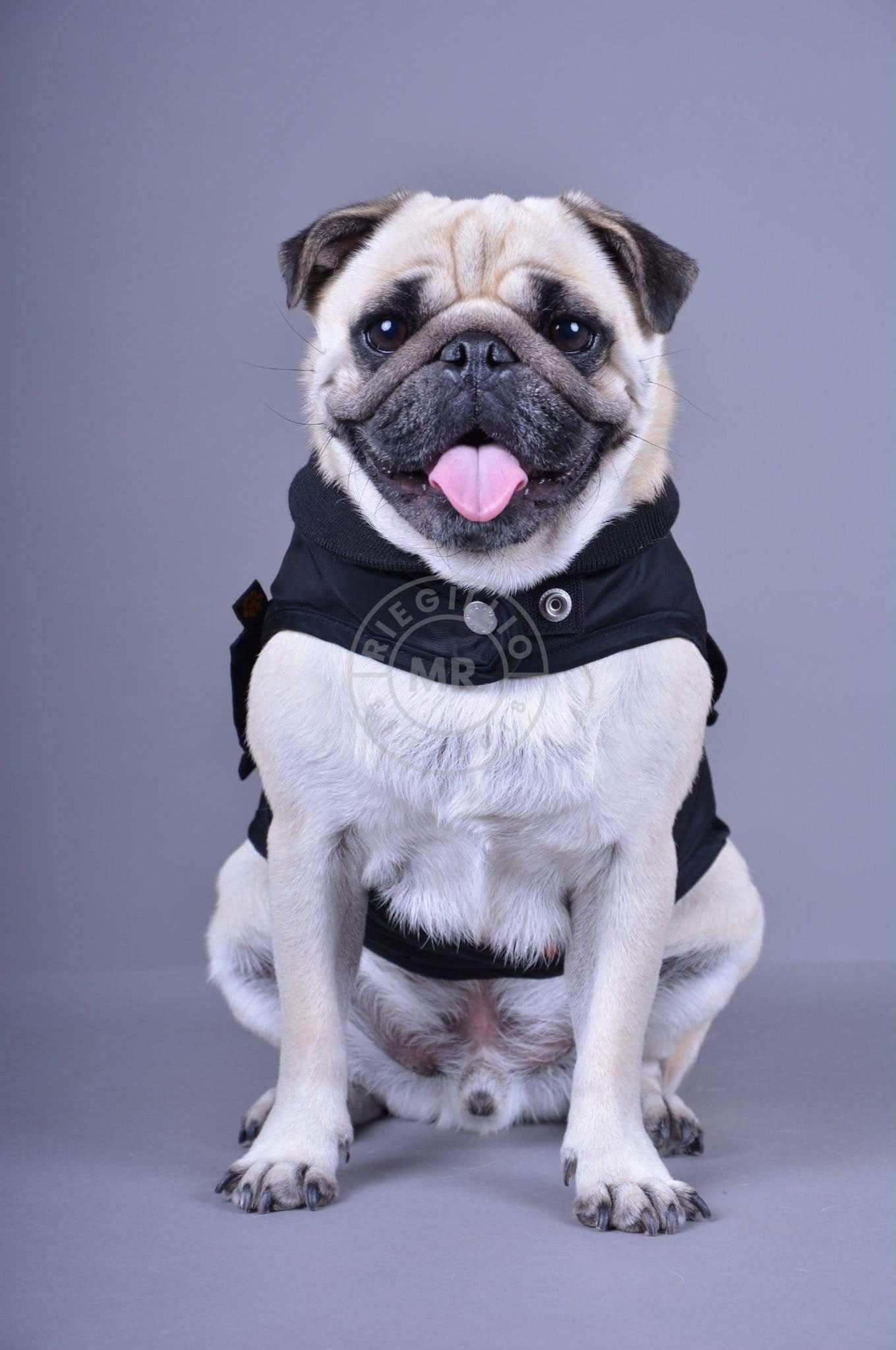 Alpha Industries MA-1 Dog Jacket Backprint Black at MR. Riegillio