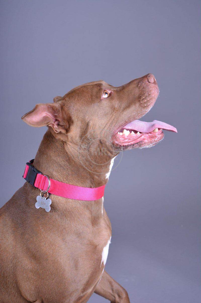 Alpha Industries Basic Dog - Tag Collar - Pink at MR. Riegillio